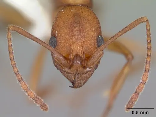 Aphaenogaster treatae specimen CASENT0103609 image casent0103609_3