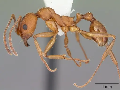 Aphaenogaster treatae specimen CASENT0103609 image casent0103609_4