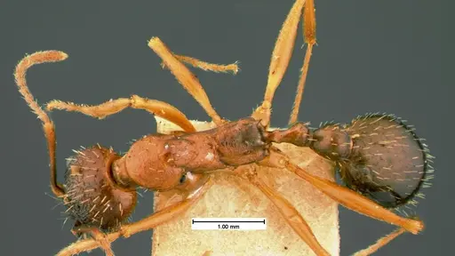 Aphaenogaster treatae specimen CASENT0105544 image casent0105544_1