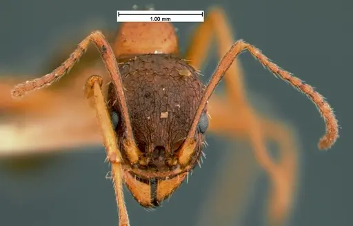 Aphaenogaster treatae specimen CASENT0105544 image casent0105544_2