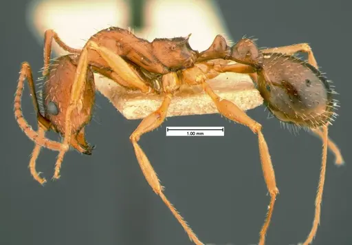 Aphaenogaster treatae specimen CASENT0105544 image casent0105544_3