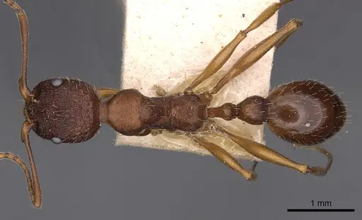 Aphaenogaster treatae specimen CASENT0900414 image casent0900414_1