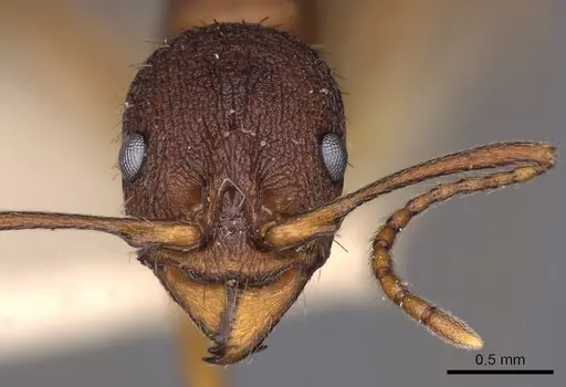 Aphaenogaster treatae specimen CASENT0900414 image casent0900414_2