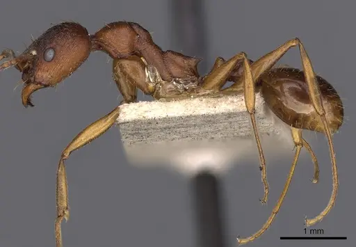 Aphaenogaster treatae specimen CASENT0900414 image casent0900414_3