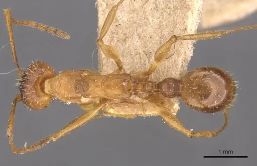 Aphaenogaster treatae specimen CASENT0907701 image casent0907701_1
