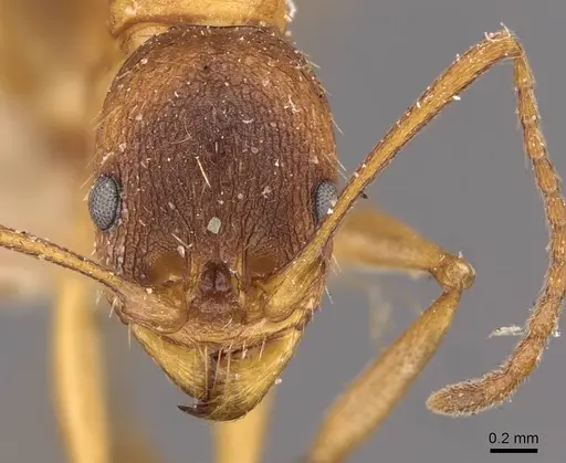 Aphaenogaster treatae specimen CASENT0907701 image casent0907701_2