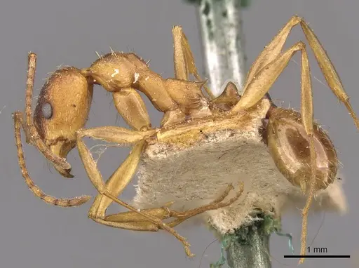 Aphaenogaster treatae specimen CASENT0907701 image casent0907701_3