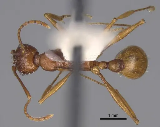 Aphaenogaster treatae specimen CASENT0914485 image casent0914485_1