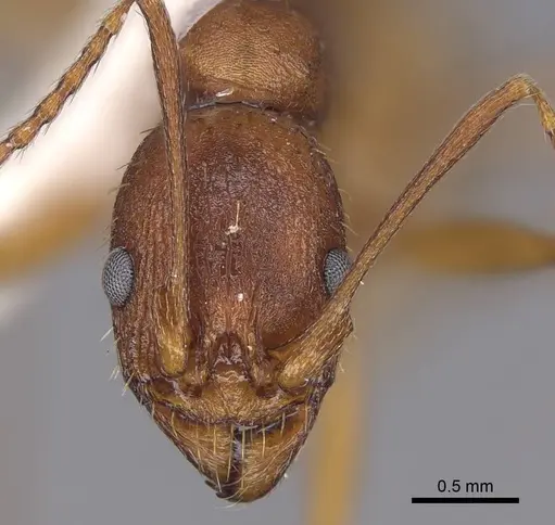 Aphaenogaster treatae specimen CASENT0914485 image casent0914485_2