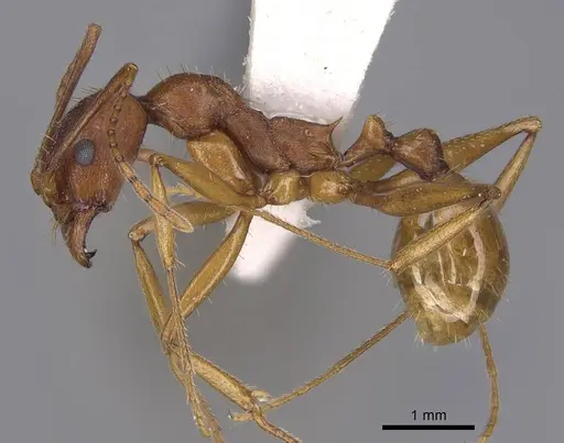 Aphaenogaster treatae specimen CASENT0914485 image casent0914485_3