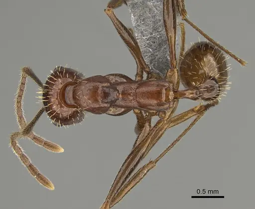 Aphaenogaster treatae specimen CASENT0923377 image casent0923377_1