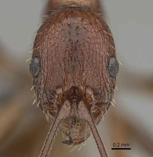 Aphaenogaster treatae specimen CASENT0923377 image casent0923377_2