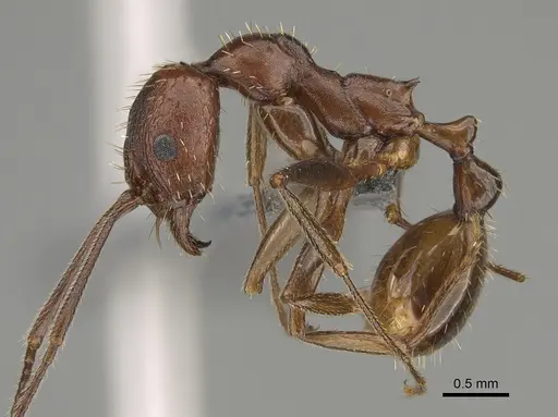 Aphaenogaster treatae specimen CASENT0923377 image casent0923377_3