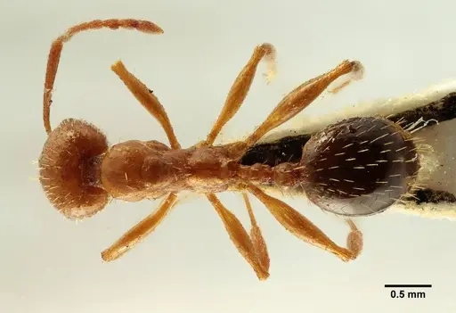Aphaenogaster trinacriae specimen ANTWEB1041230 image antweb1041230_1