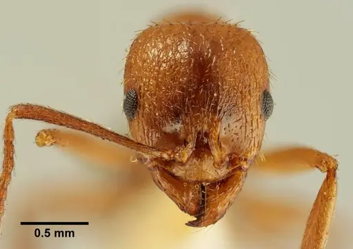 Aphaenogaster trinacriae specimen ANTWEB1041230 image antweb1041230_2
