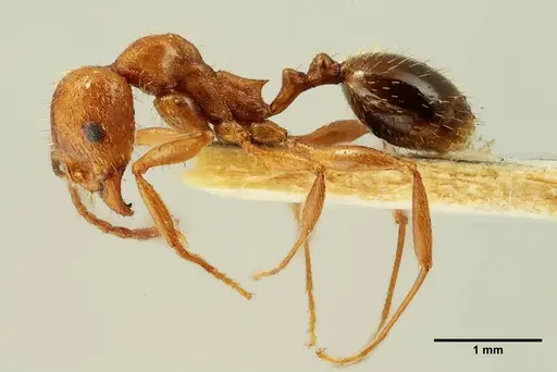 Aphaenogaster trinacriae specimen ANTWEB1041230 image antweb1041230_3
