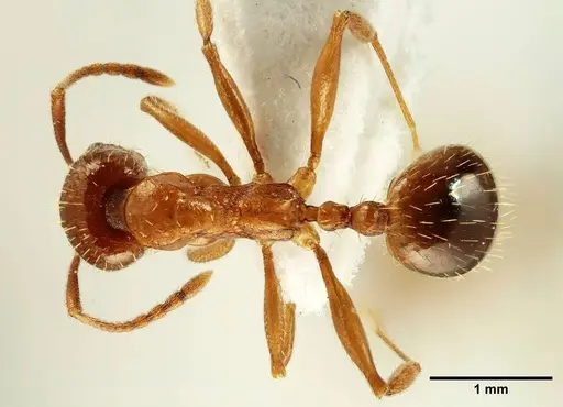 Aphaenogaster trinacriae specimen ANTWEB1041231 image antweb1041231_1