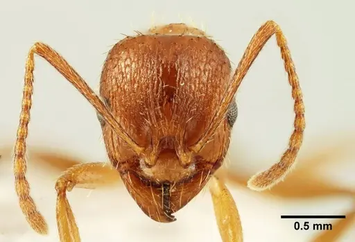 Aphaenogaster trinacriae specimen ANTWEB1041231 image antweb1041231_2