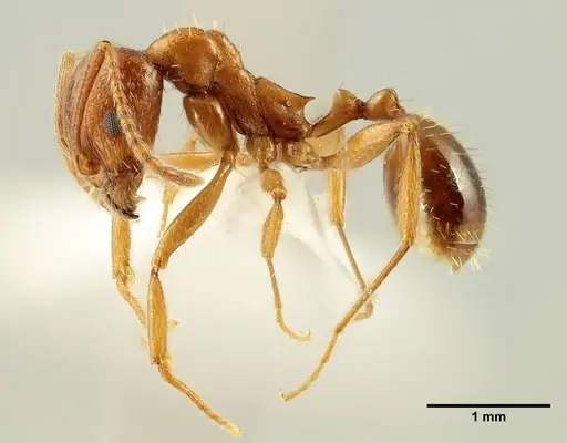 Aphaenogaster trinacriae specimen ANTWEB1041231 image antweb1041231_3