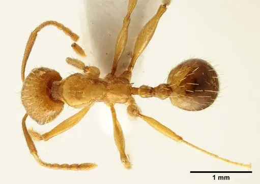 Aphaenogaster trinacriae specimen ANTWEB1041232 image antweb1041232_1