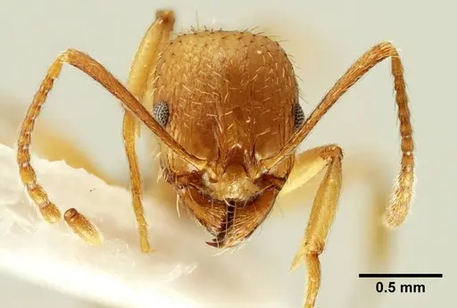 Aphaenogaster trinacriae specimen ANTWEB1041232 image antweb1041232_2