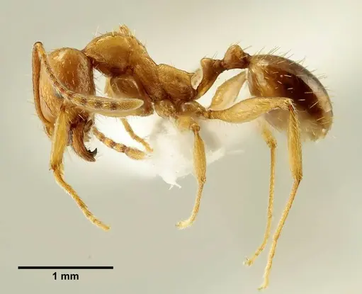 Aphaenogaster trinacriae specimen ANTWEB1041232 image antweb1041232_3