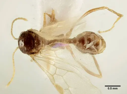 Aphaenogaster trinacriae specimen ANTWEB1041233 image antweb1041233_1