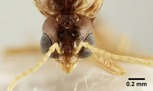 Aphaenogaster trinacriae specimen ANTWEB1041233 image antweb1041233_2
