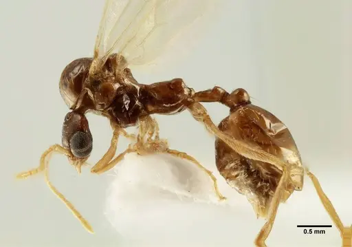 Aphaenogaster trinacriae specimen ANTWEB1041233 image antweb1041233_3
