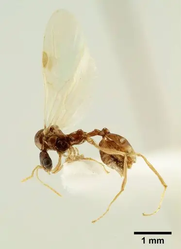 Aphaenogaster trinacriae specimen ANTWEB1041233 image antweb1041233_4