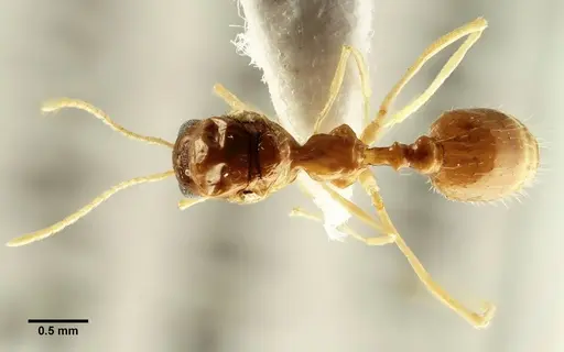 Aphaenogaster trinacriae specimen ANTWEB1041234 image antweb1041234_1