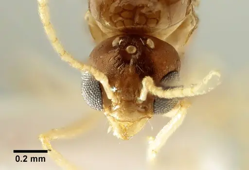 Aphaenogaster trinacriae specimen ANTWEB1041234 image antweb1041234_2
