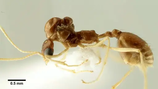 Aphaenogaster trinacriae specimen ANTWEB1041234 image antweb1041234_3