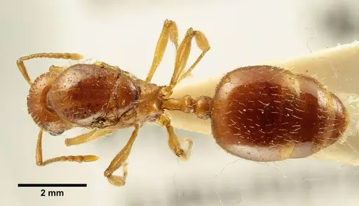 Aphaenogaster trinacriae specimen ANTWEB1041235 image antweb1041235_1
