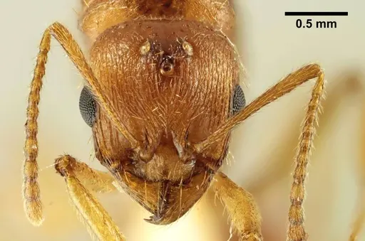 Aphaenogaster trinacriae specimen ANTWEB1041235 image antweb1041235_2