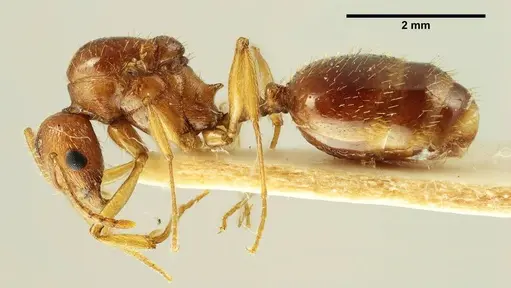 Aphaenogaster trinacriae specimen ANTWEB1041235 image antweb1041235_3