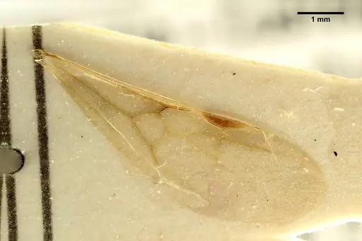 Aphaenogaster trinacriae specimen ANTWEB1041235 image antweb1041235_4
