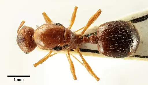 Aphaenogaster trinacriae specimen ANTWEB1041236 image antweb1041236_1