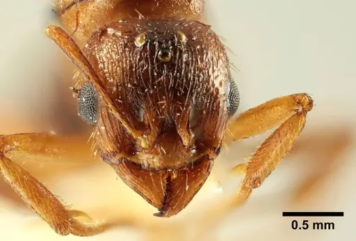 Aphaenogaster trinacriae specimen ANTWEB1041236 image antweb1041236_2