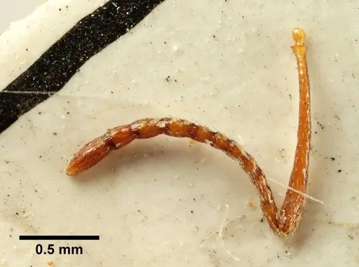 Aphaenogaster trinacriae specimen ANTWEB1041236 image antweb1041236_3