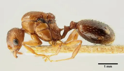 Aphaenogaster trinacriae specimen ANTWEB1041236 image antweb1041236_4
