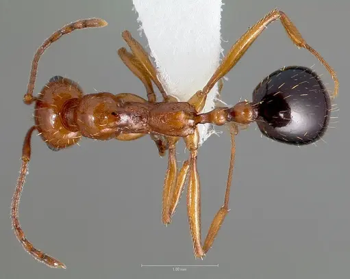 Aphaenogaster uinta specimen CASENT0005727 image casent0005727_1