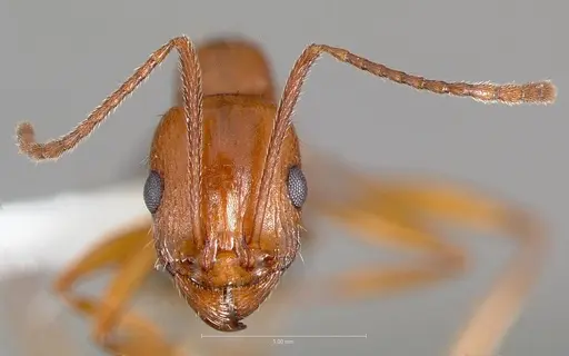 Aphaenogaster uinta specimen CASENT0005727 image casent0005727_2
