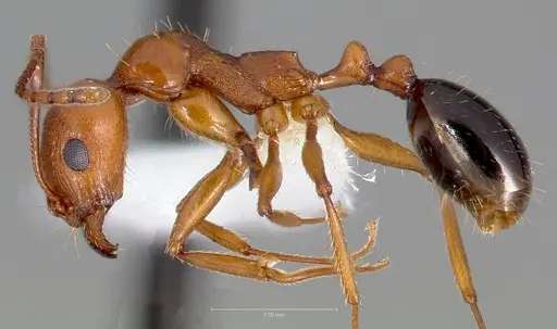Aphaenogaster uinta specimen CASENT0005727 image casent0005727_3