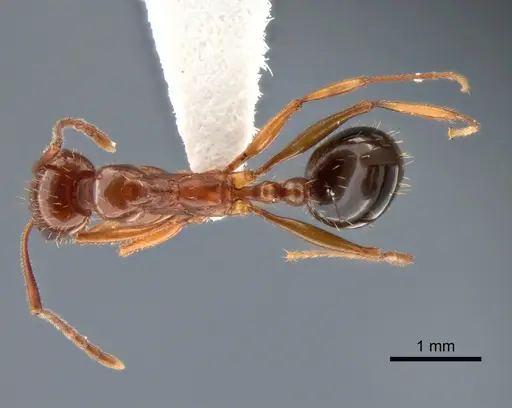Aphaenogaster uinta specimen CASENT0882114 image casent0882114_1