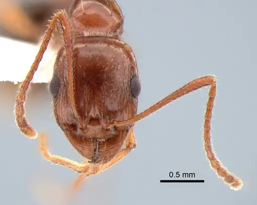 Aphaenogaster uinta specimen CASENT0882114 image casent0882114_2
