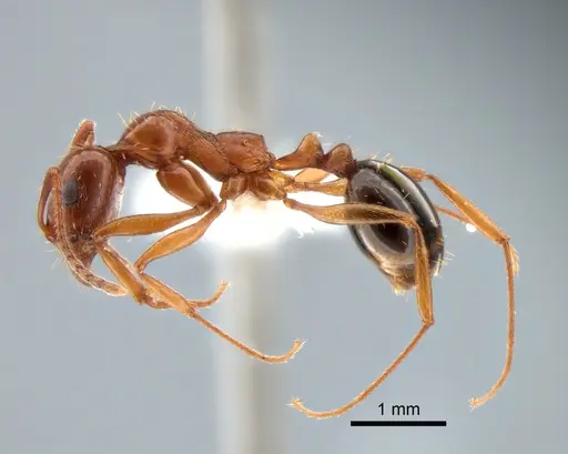 Aphaenogaster uinta specimen CASENT0882114 image casent0882114_3
