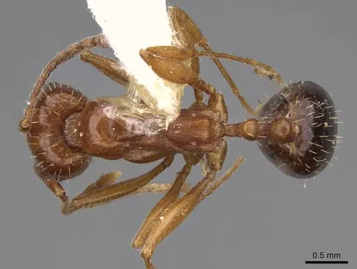 Aphaenogaster uinta specimen CASENT0914475 image casent0914475_1