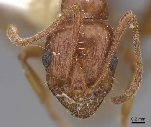 Aphaenogaster uinta specimen CASENT0914475 image casent0914475_2