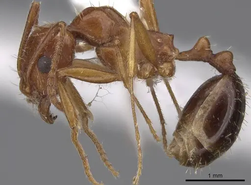 Aphaenogaster uinta specimen CASENT0914475 image casent0914475_3